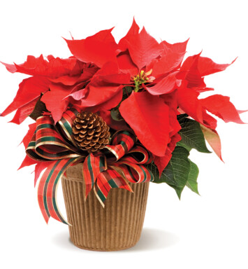 Pointsettia Plant