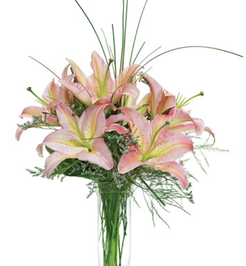 Stunning Lilies