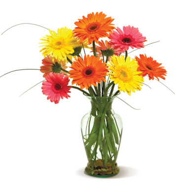 Happy Gerberas