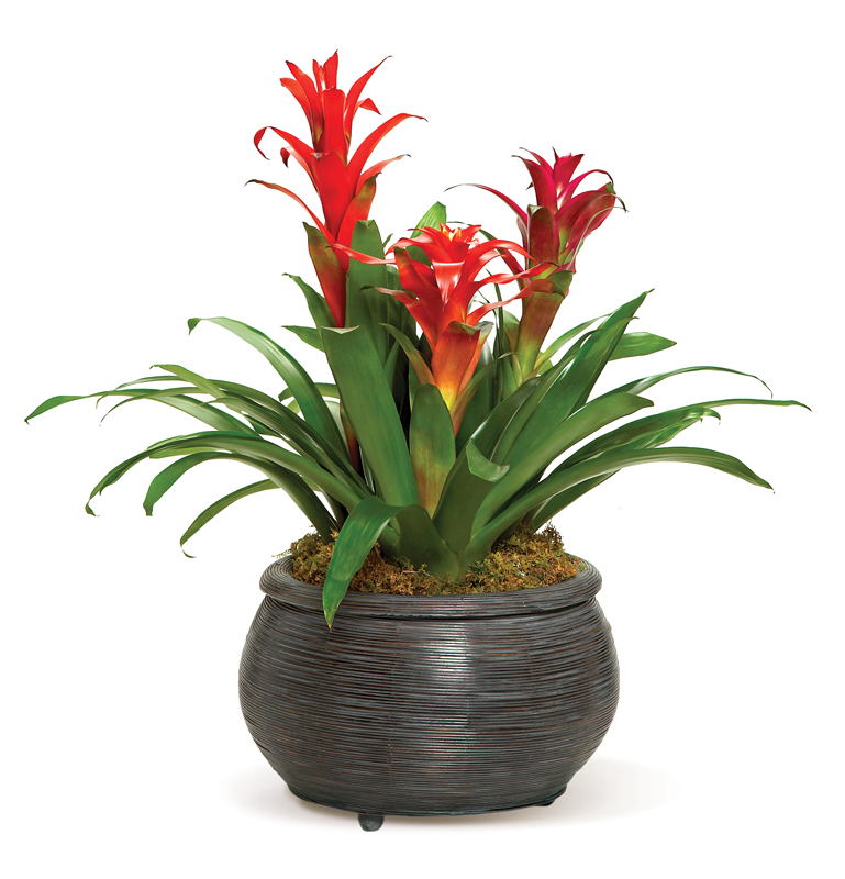 Bromeliad Beauty