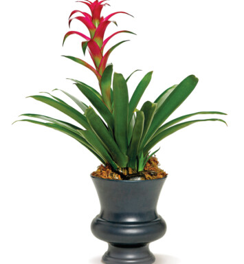 Blooming Bromeliad