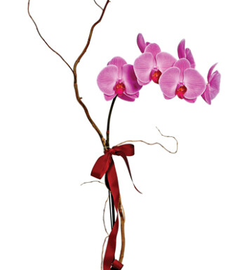 Lavender Phalaenopsis Orchid
