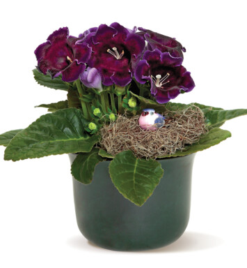 Gloxinia with Bird?s Nest