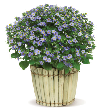 Precious Persian Violet