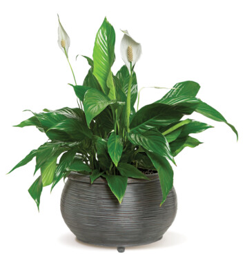 Peace Lily
