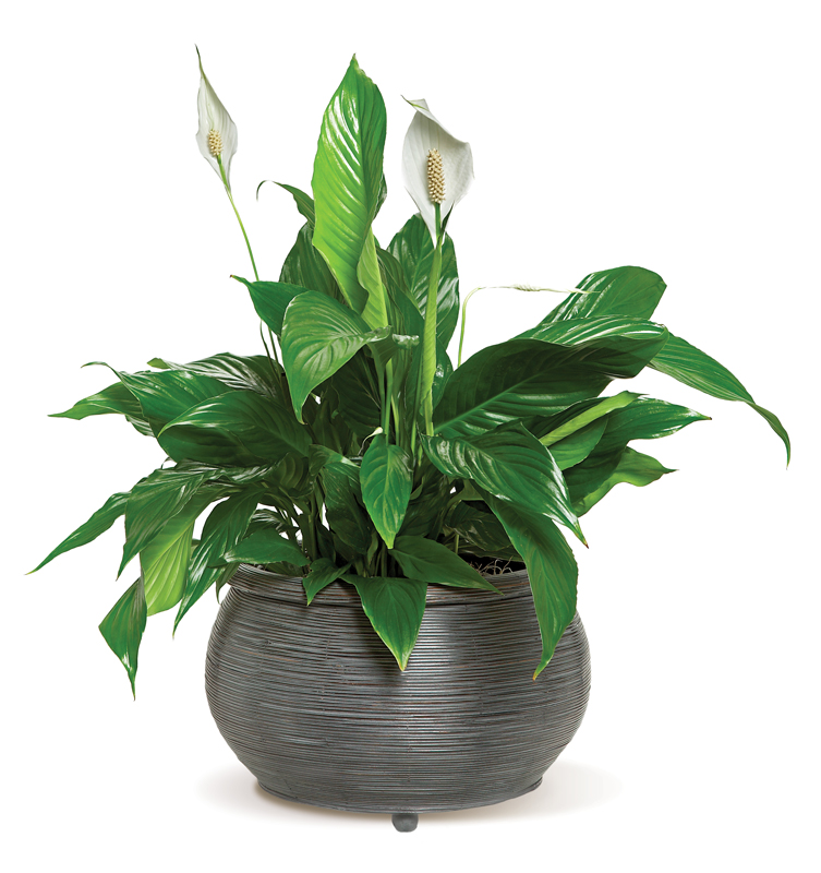 Peace Lily