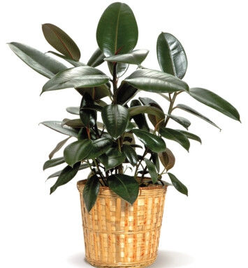 Rubber Plant