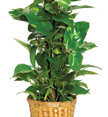 Pretty Pothos