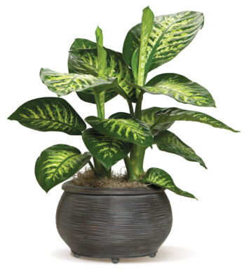Delightful Dieffenbachia