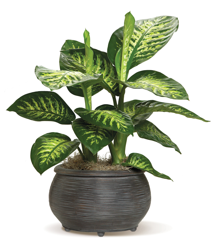 Delightful Dieffenbachia