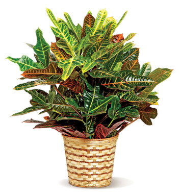 Colorful Croton
