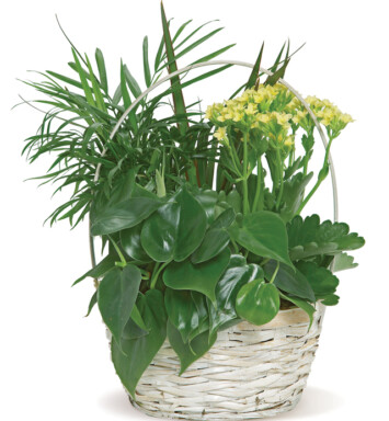 Plants in a Basket