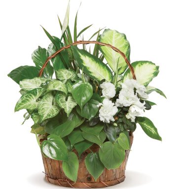 Azalea Planter Basket