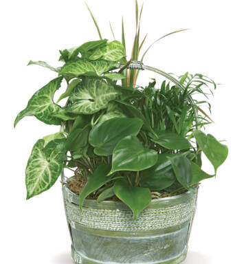 Hardy Houseplant Mix