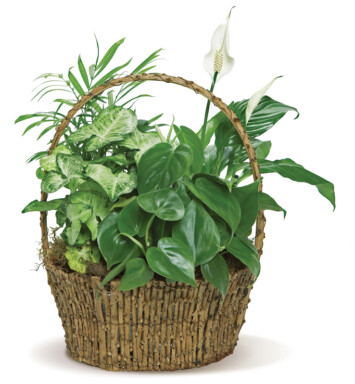Peace Lily in a Basket