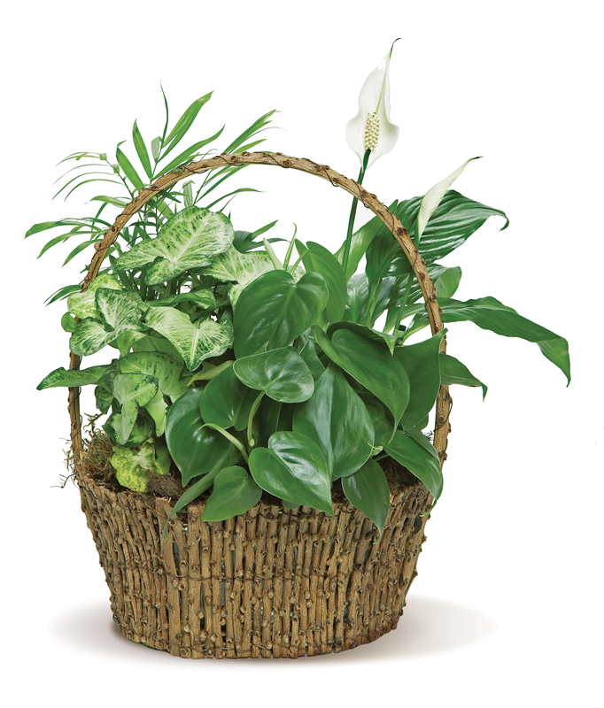Peace Lily in a Basket