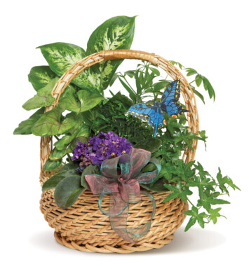 Butterfly Basket