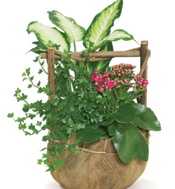 Potted Kalanchoe Mix