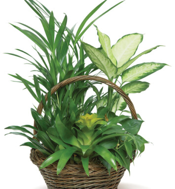Bromeliad Basket