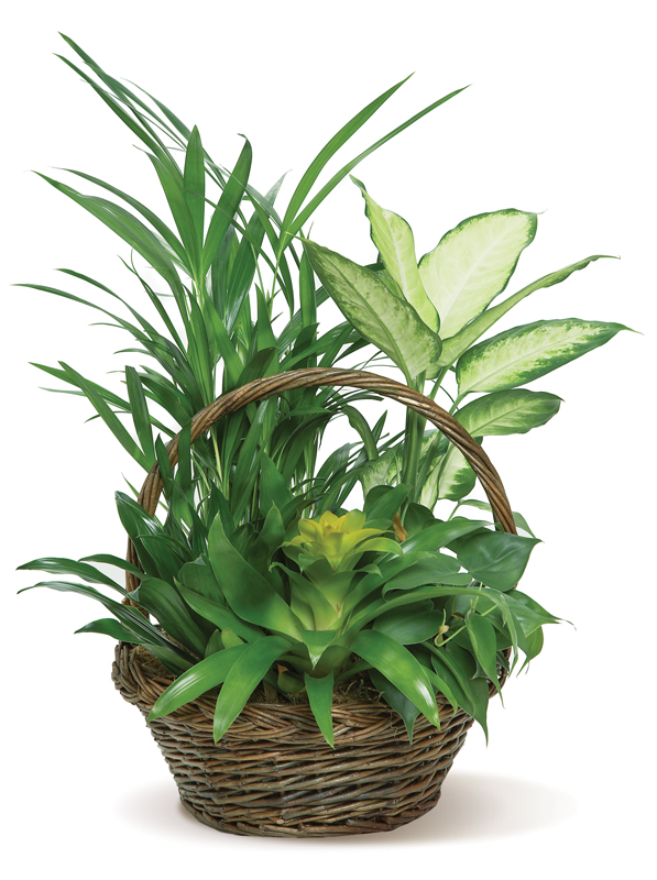 Bromeliad Basket