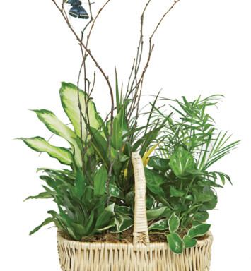 Butterfly Planter Basket